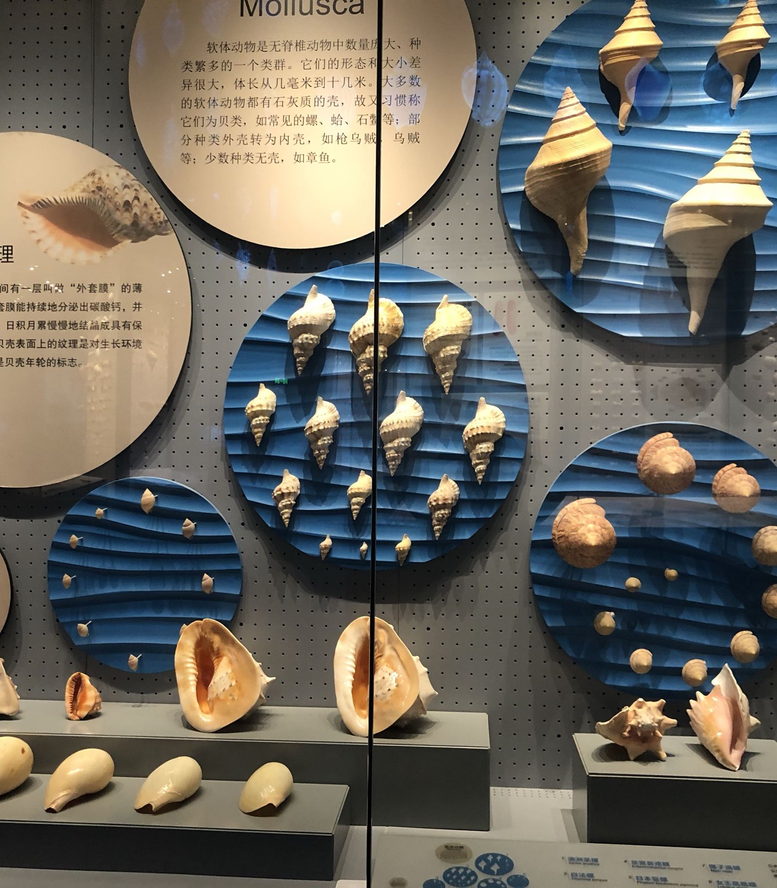 国内值得一去的博物馆，天津国度海洋博物馆